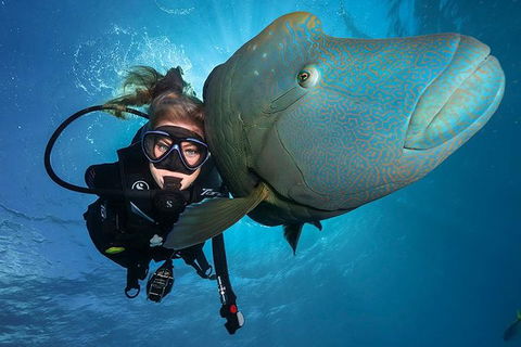 Great Barrier Reef Snorkeling And Diving Cruise From Cairns - Accommodation Perth 0