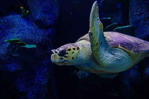 Sydney Attractions Pass: SEA LIFE Aquarium, Sydney Tower Eye, WILD LIFE Zoo And Madame Tussauds - Perth Resorts 1