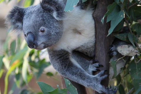 Sydney Attractions Pass: SEA LIFE Aquarium, Sydney Tower Eye, WILD LIFE Zoo And Madame Tussauds - Perth Resorts 2