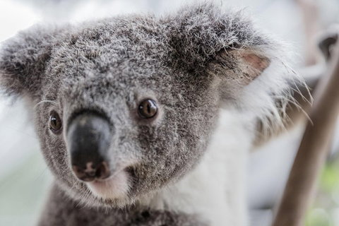 Ultimate Sydney Pass - Accommodation Perth 2