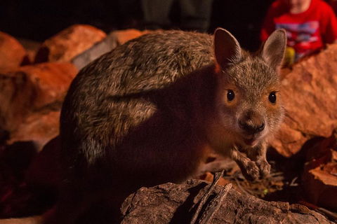 Alice Springs Desert Park Nocturnal Tour - Accommodation Perth 3