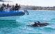 Seal Island Boat Tour From Victor Harbor - thumb 5