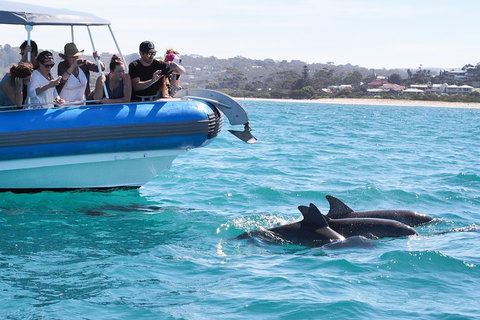 Seal Island Boat Tour From Victor Harbor - Accommodation Perth 5