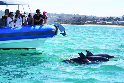 Southern Ocean Adventure From Victor Harbor - Accommodation Perth 2