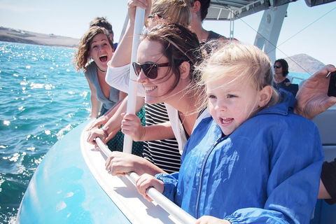 Southern Ocean Adventure From Victor Harbor - Accommodation Perth 4