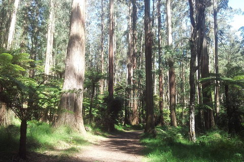 Dandenong Ranges Private Tour Including William Ricketts Sanctuary - Accommodation Perth 0
