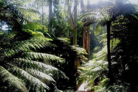 Dandenong Ranges Private Tour Including William Ricketts Sanctuary - Accommodation Perth 1