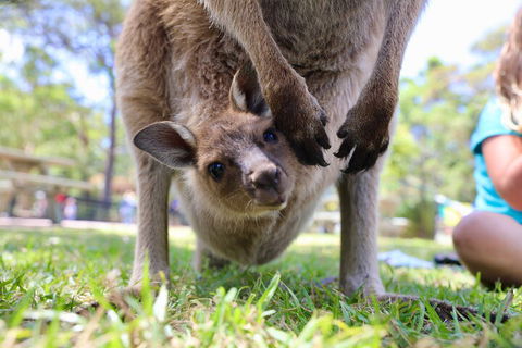 Luxury Hunter Valley Wildlife, Wine & Vodka Tasting Tour From Sydney - Accommodation Perth 3