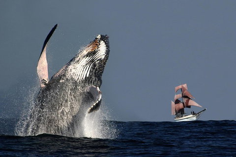 Sydney Harbour Tall Ship Whale & Sail - Whale Watching Cruise - Accommodation Perth 0