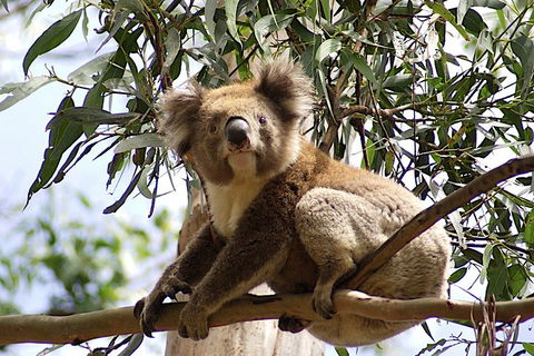 Melbourne Combo: Great Ocean Road, Puffing Billy, Moonlit Sanctuary & Penguins - Accommodation Perth 3