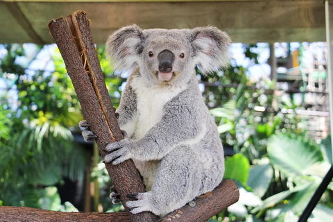 Cairns ZOOM And Wildlife Dome - Perth Resorts 0