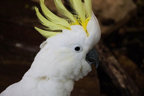 Cairns ZOOM And Wildlife Dome - Perth Resorts 2