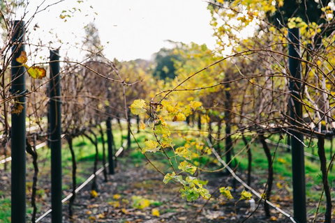 Australian Wine Discovery Tour Ticket - Accommodation Perth 4