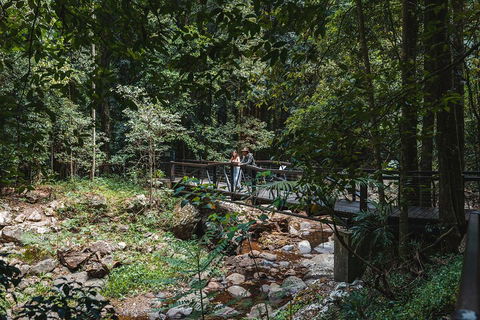 Springbrook AndTamborine Rainforest Tour Incl Natural Bridge And Glow Worm Cave - Accommodation Perth 3