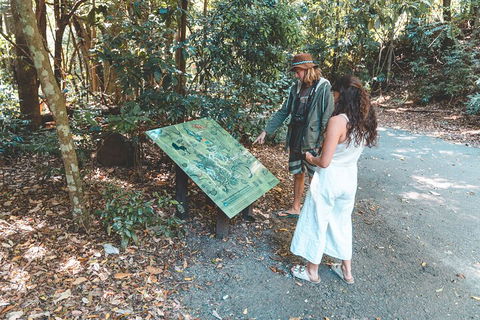 Springbrook AndTamborine Rainforest Tour Incl Natural Bridge And Glow Worm Cave - Accommodation Perth 5