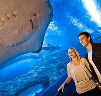 Dive with Sharks at AQWA