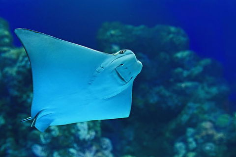 Cairns Aquarium Admission Ticket - Perth Resorts 2