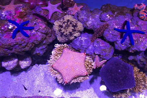 Cairns Aquarium Admission Ticket - Perth Resorts 5