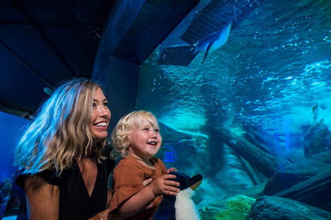 SEA LIFE Sunshine Coast Aquarium Entrance Ticket - Accommodation Perth 0