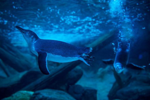 SEA LIFE Sunshine Coast Aquarium Entrance Ticket - Accommodation Perth 1