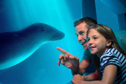 SEA LIFE Sunshine Coast Aquarium Entrance Ticket - Accommodation Perth 2