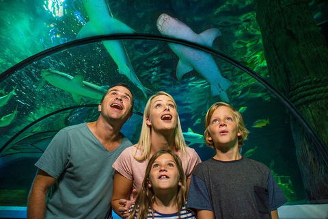 SEA LIFE Sunshine Coast Aquarium Entrance Ticket - Accommodation Perth 3