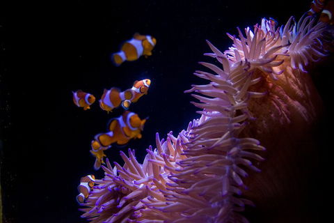 SEA LIFE Sunshine Coast Aquarium Entrance Ticket - Accommodation Perth 5