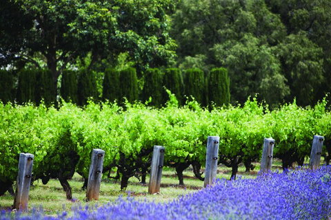 Ultimate Penfolds Magill Estate Experience - Accommodation Perth 1