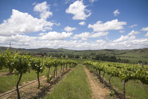 Hunter Valley Wine Tour From Sydney Incl Lunch, Cheese, Chocolate And Distillery - Accommodation Perth 0