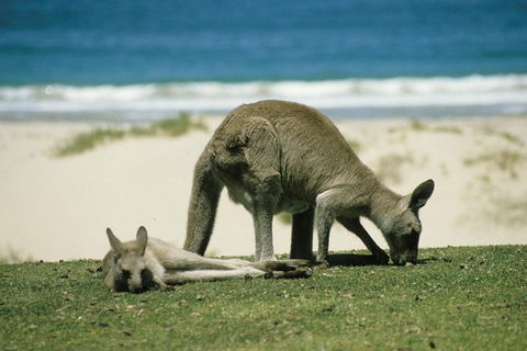 Great Ocean Road Highlights Tour - 2 Days, 1 Night - Accommodation Perth 2