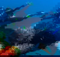Scuba Dive the S.S. Yongala Wreck on the Great Barrier Reef. - Accommodation Perth