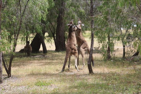 Margaret River Coastal And Wildlife Eco Trip From Busselton Or Dunsborough - Accommodation Perth 1
