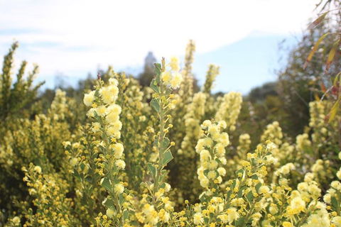 Margaret River Coastal And Wildlife Eco Trip From Busselton Or Dunsborough - Accommodation Perth 4